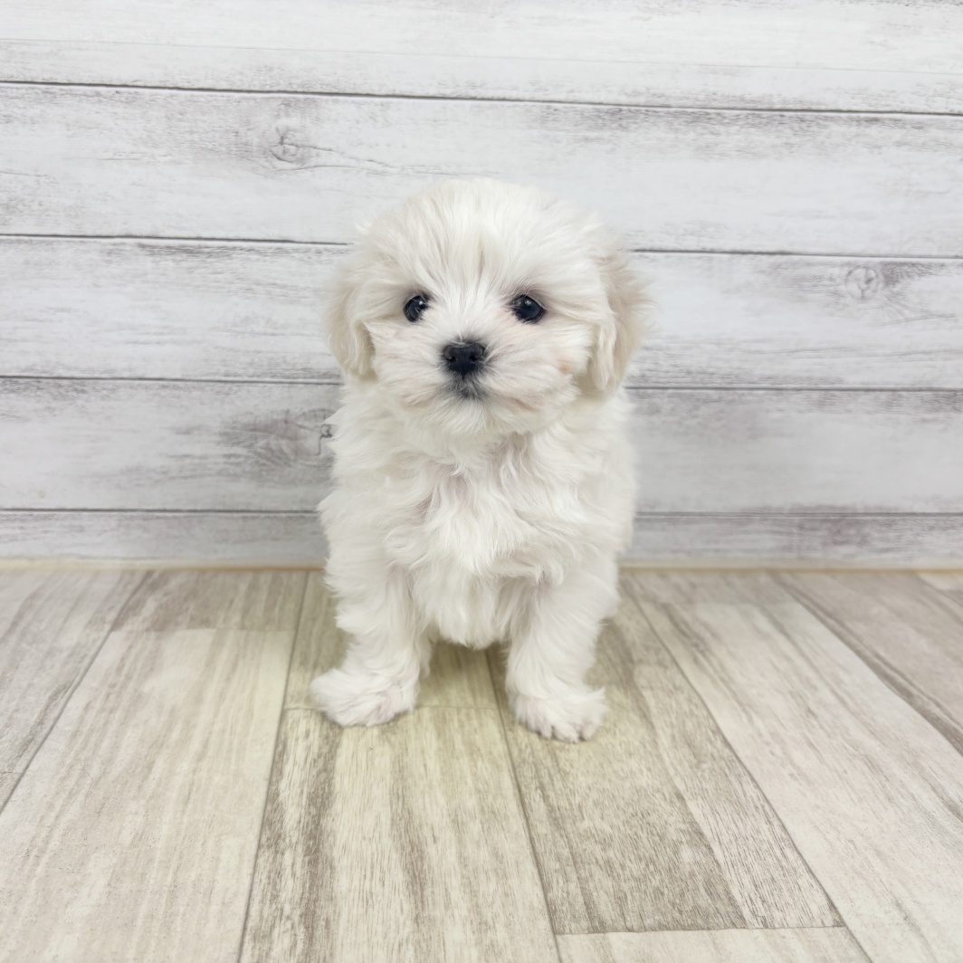 マルチーズ女の子の写真