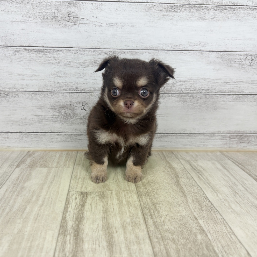 チワワ（ロング）女の子の写真