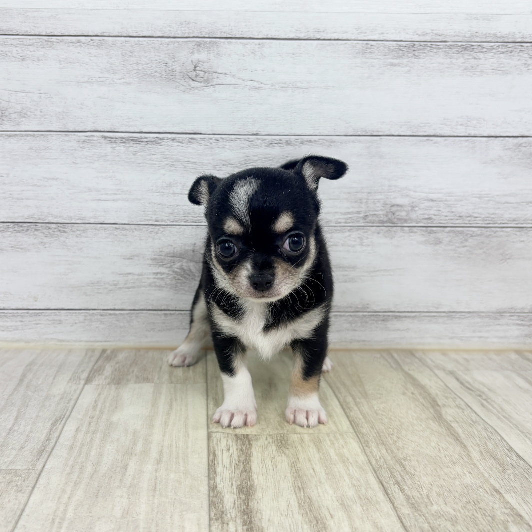 兵庫県のチワワ(スムース) (犬の家＆猫の里川西店/2026年1月18日生まれ/女の子/ブラッククリームホワイト)の子犬