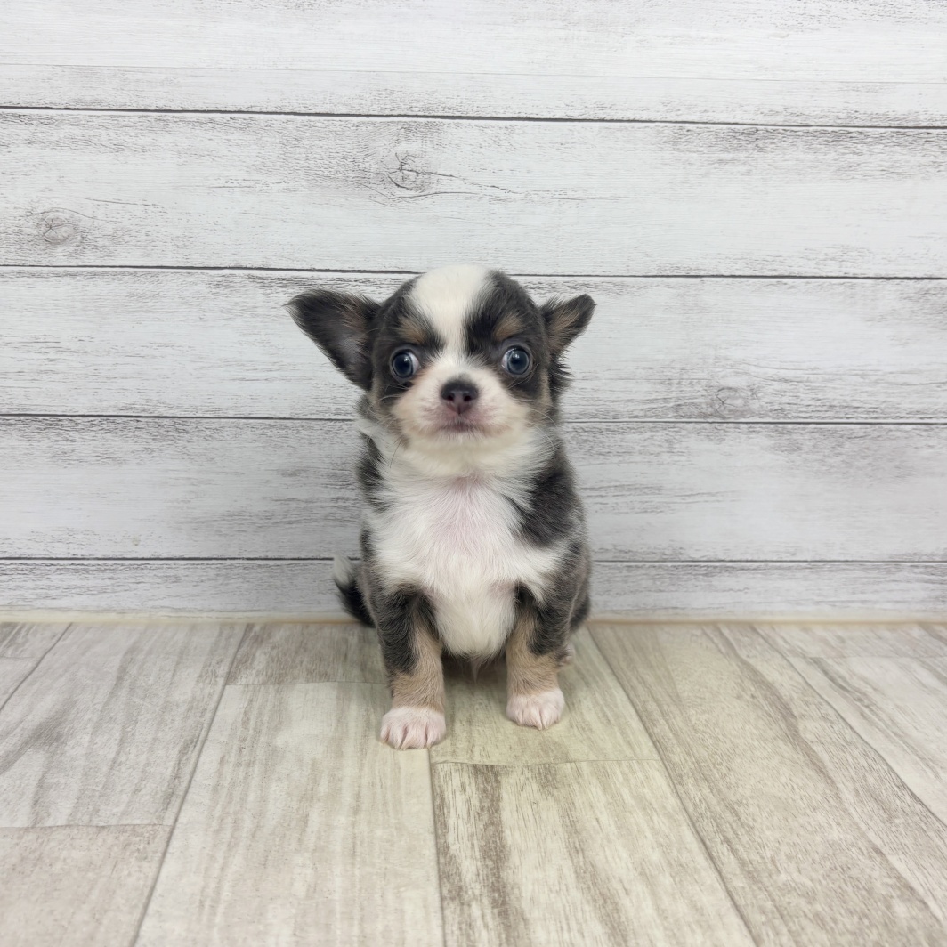 チワワ（ロング）男の子の写真