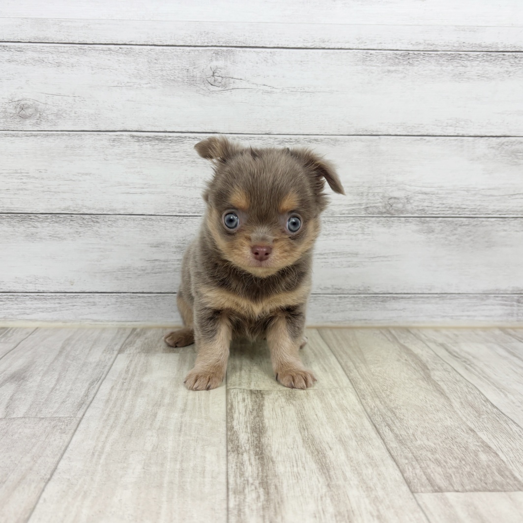 チワワ（ロング）男の子の写真