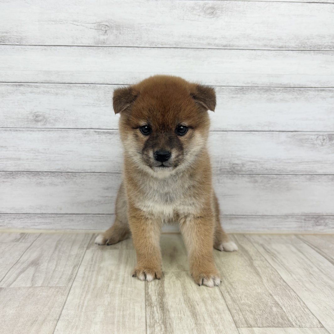 柴犬女の子の写真