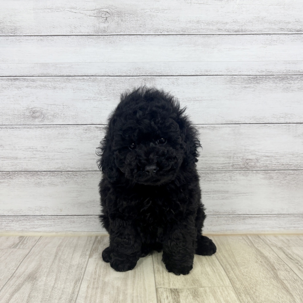 トイプードル女の子の写真