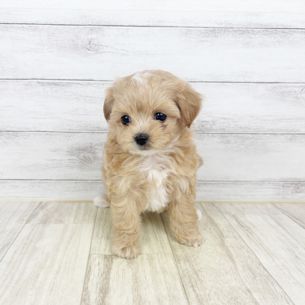 ハーフ犬男の子の写真