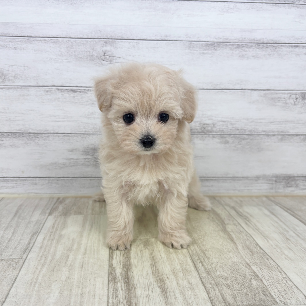 ハーフ犬女の子の写真