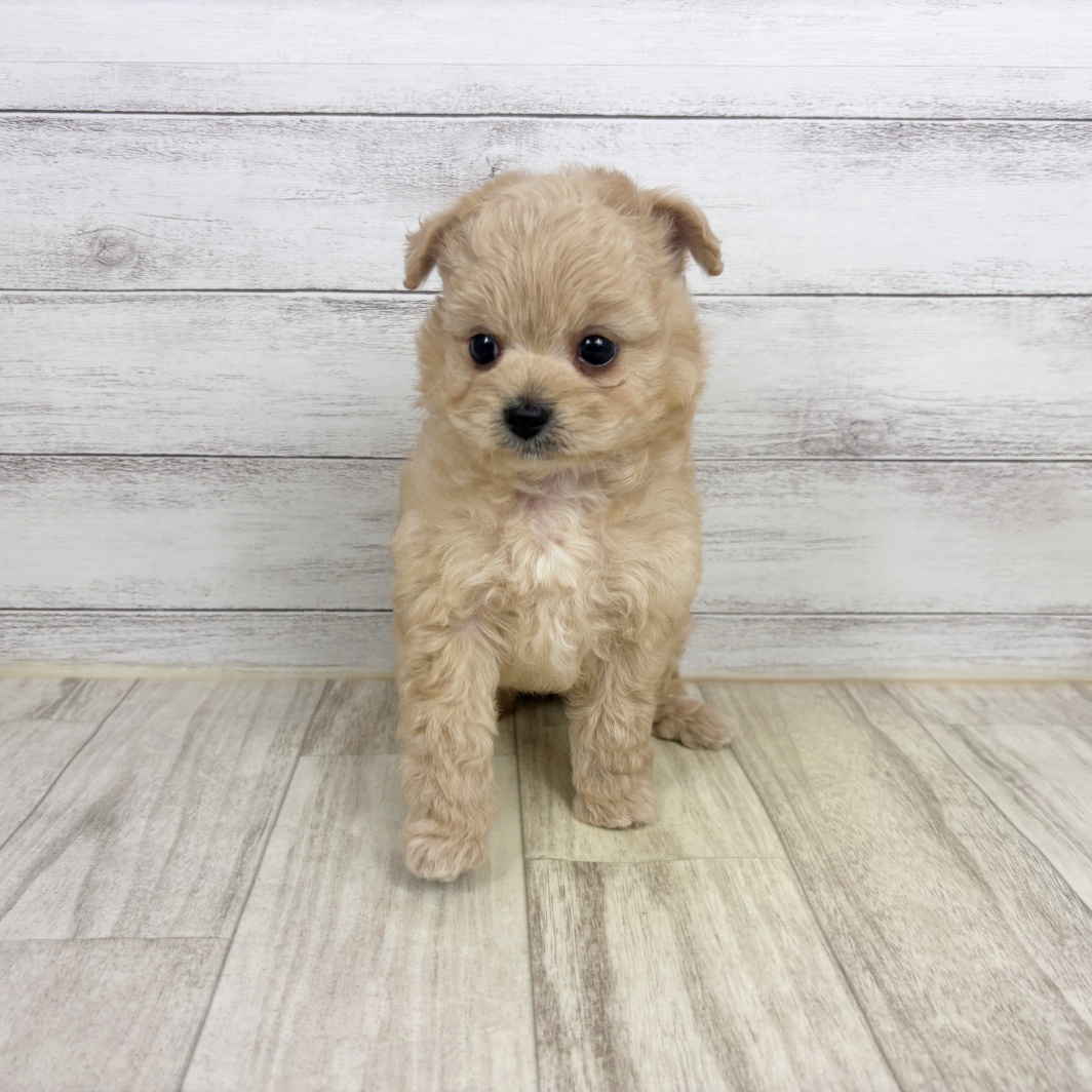 ハーフ犬男の子の写真