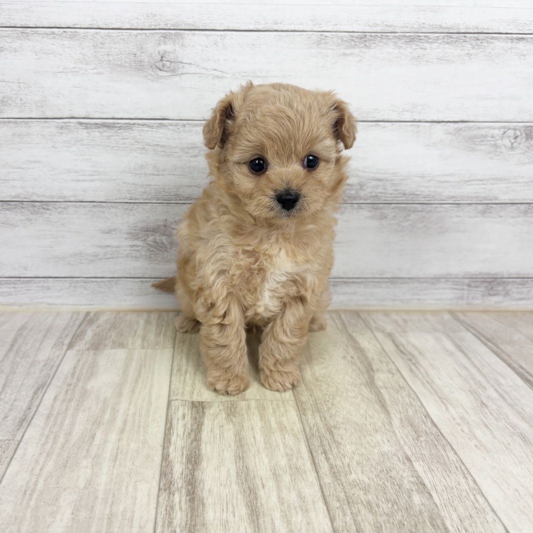 ハーフ犬男の子の写真