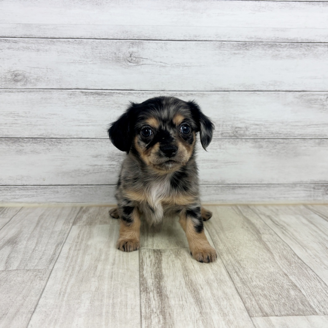 ハーフ犬女の子の写真