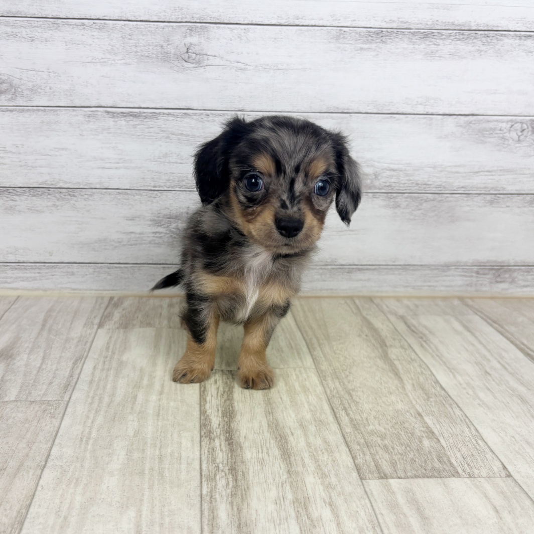 ハーフ犬男の子の写真