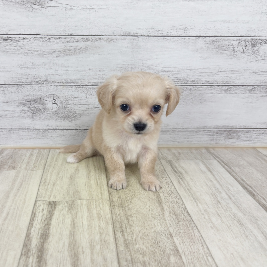 ハーフ犬女の子の写真