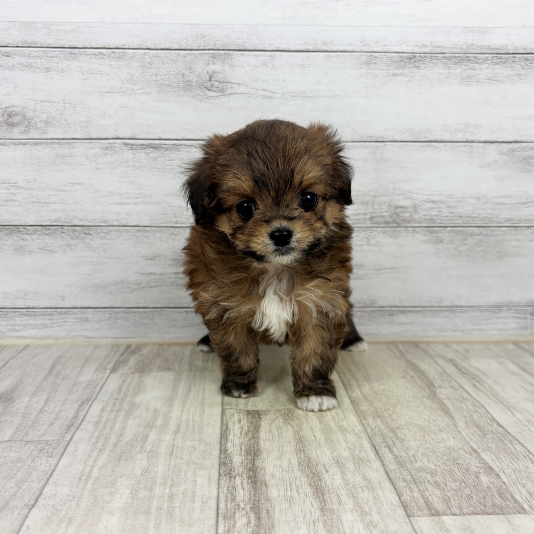 ハーフ犬女の子の写真