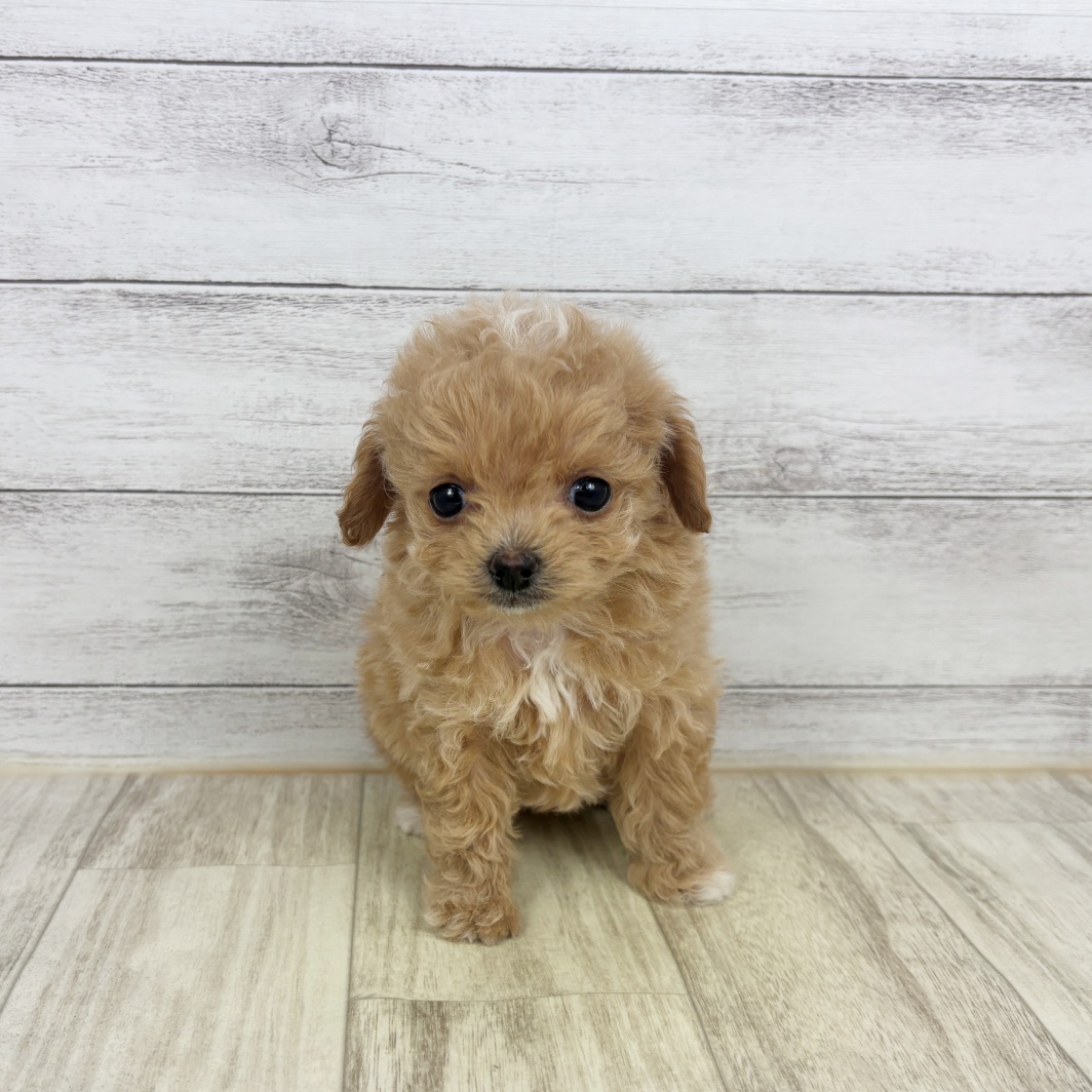 ハーフ犬女の子の写真