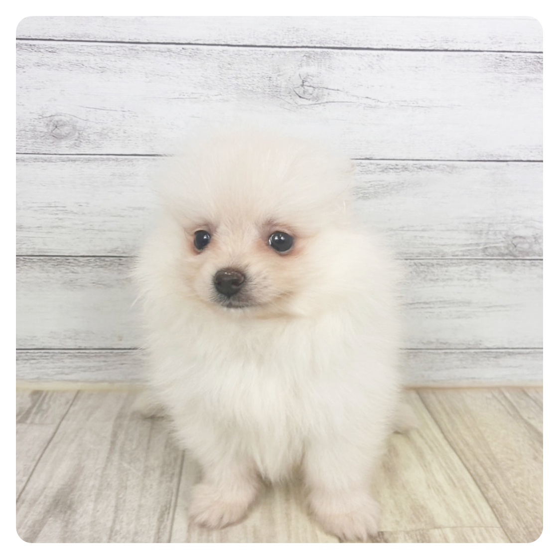 ポメラニアン女の子の写真