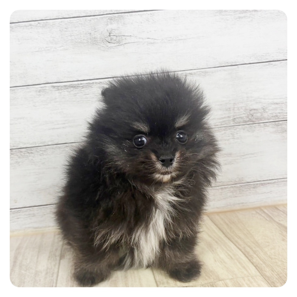 ポメラニアン女の子の写真