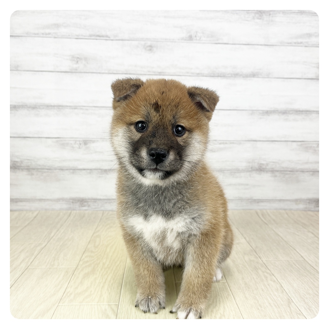 柴犬男の子の写真