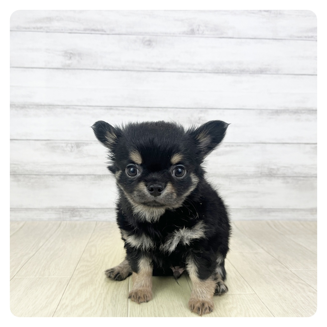 チワワ（ロング）男の子の写真