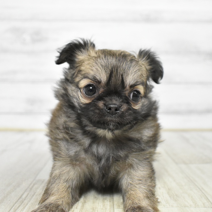 チワワ（ロング）女の子の写真