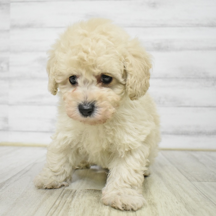 トイプードル男の子の写真