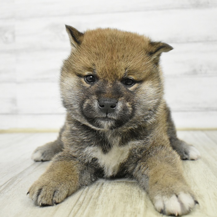 柴犬男の子の写真