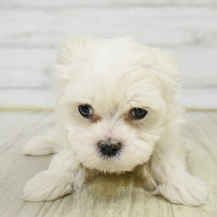 マルチーズ女の子の写真
