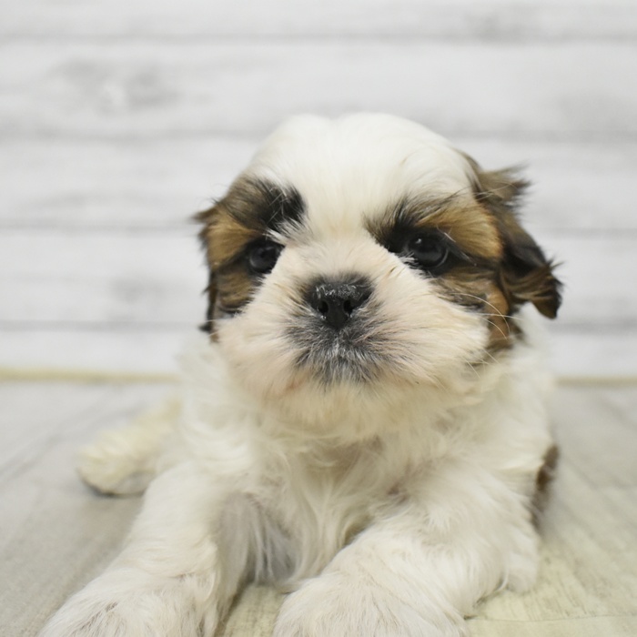 シーズー男の子の写真