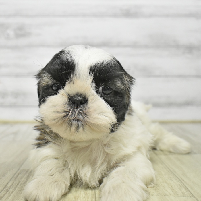 シーズー女の子の写真