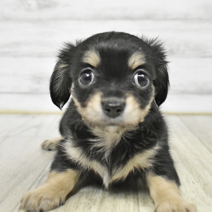 福井県のチワックス(チワワ×ダックス) (犬の家＆猫の里アミーゴ福井大和田店/2026年1月20日生まれ/女の子/ブラッククリーム)の子犬