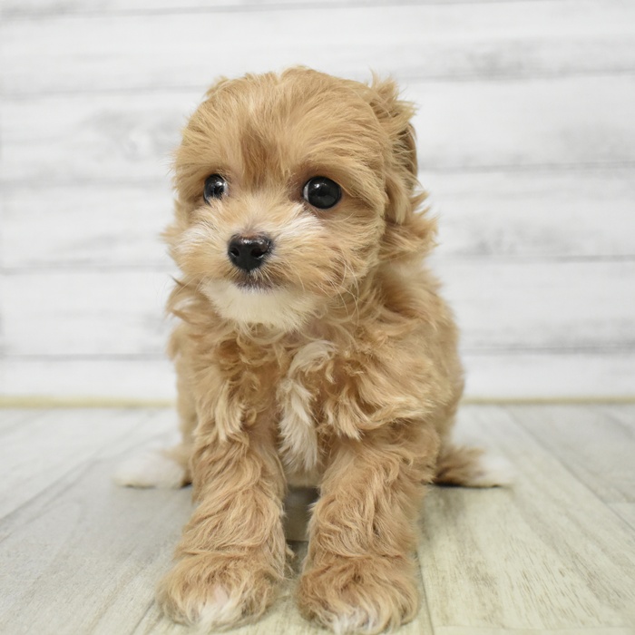 ハーフ犬女の子の写真