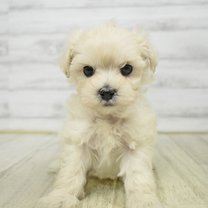 ハーフ犬男の子の写真