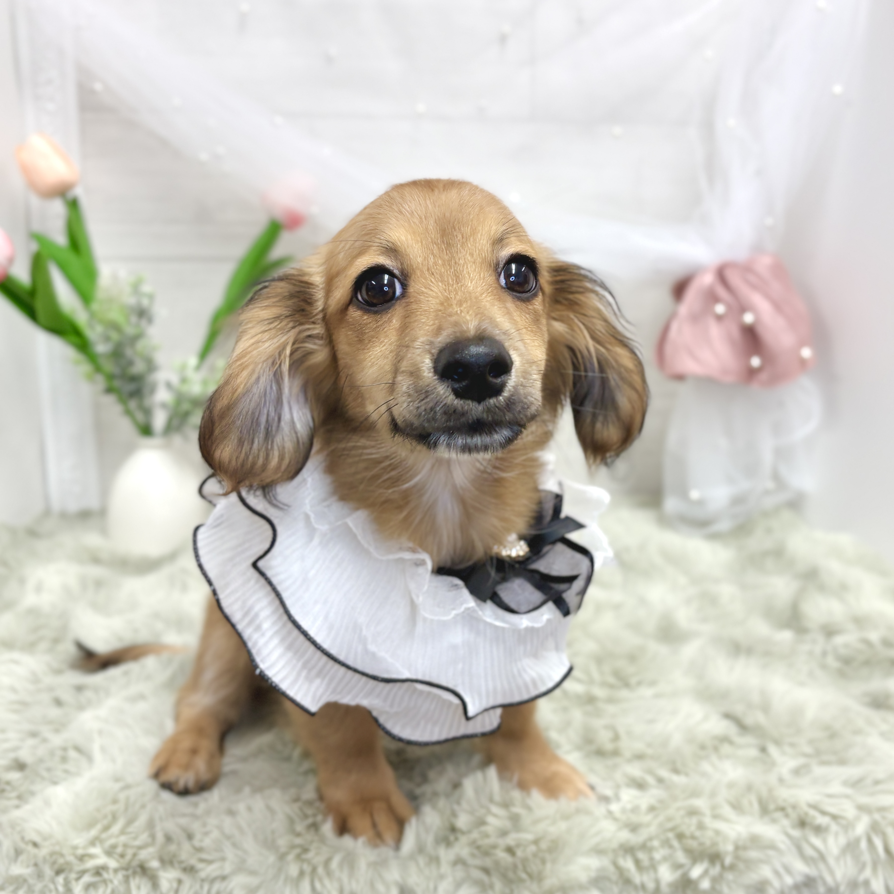神奈川県のチワックス(チワワ×ダックス) (犬の家＆猫の里相模原店/2026年1月19日生まれ/女の子/レッド)の子犬の1枚目の画像
