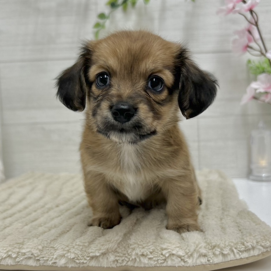 ハーフ犬女の子の写真