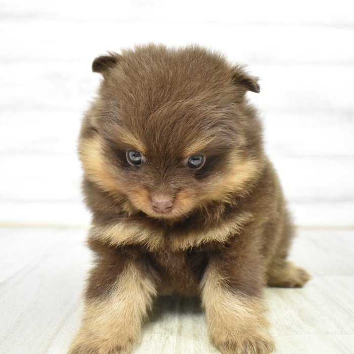 愛知県のポメラニアン (犬の家＆猫の里豊田店/2026年1月14日生まれ/男の子/チョコレートタン)の子犬