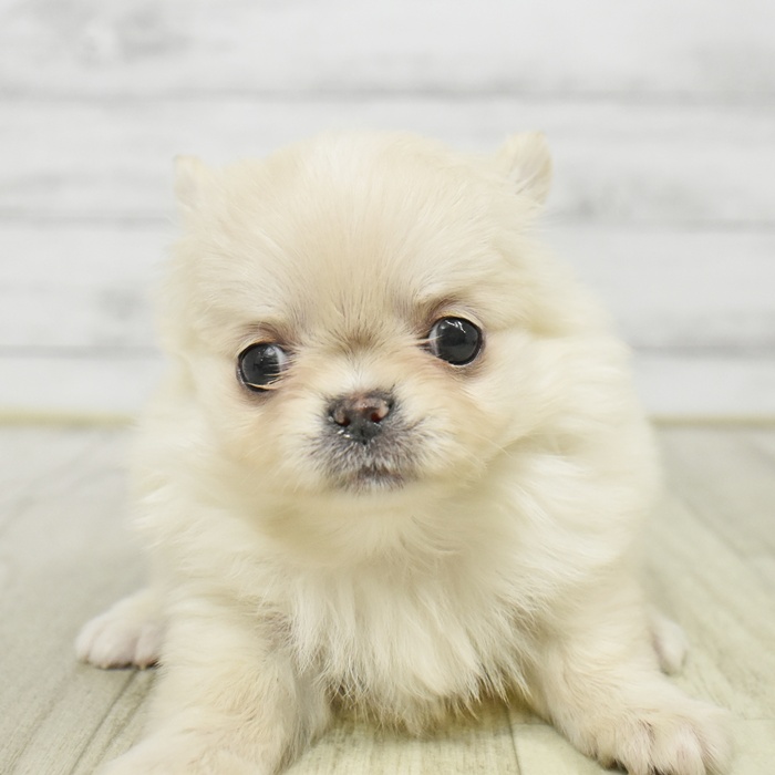 静岡県のチワワ(ロング) (犬の家＆猫の里藤枝店/2026年1月19日生まれ/女の子/クリーム)の子犬