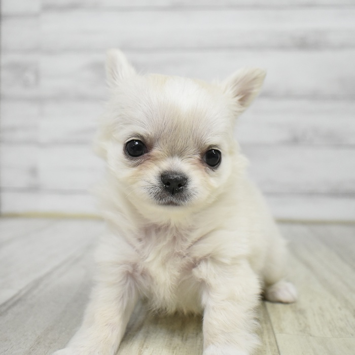 チワワ（ロング）女の子の写真