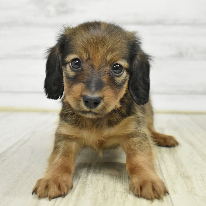 東京都のミニチュアダックスフンド(ロング) (犬の家＆猫の里ペットフォレスト小平店/2026年1月15日生まれ/女の子/レッド)の子犬