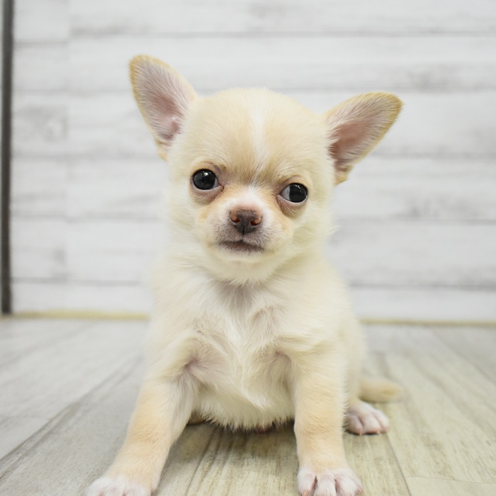 チワワ（スムース）男の子の写真