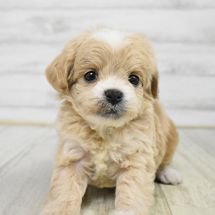 愛知県のチワプー/プーチー(チワワ×プードル) (犬の家＆猫の里豊田店/2026年1月20日生まれ/男の子/アプリコットホワイト)の子犬