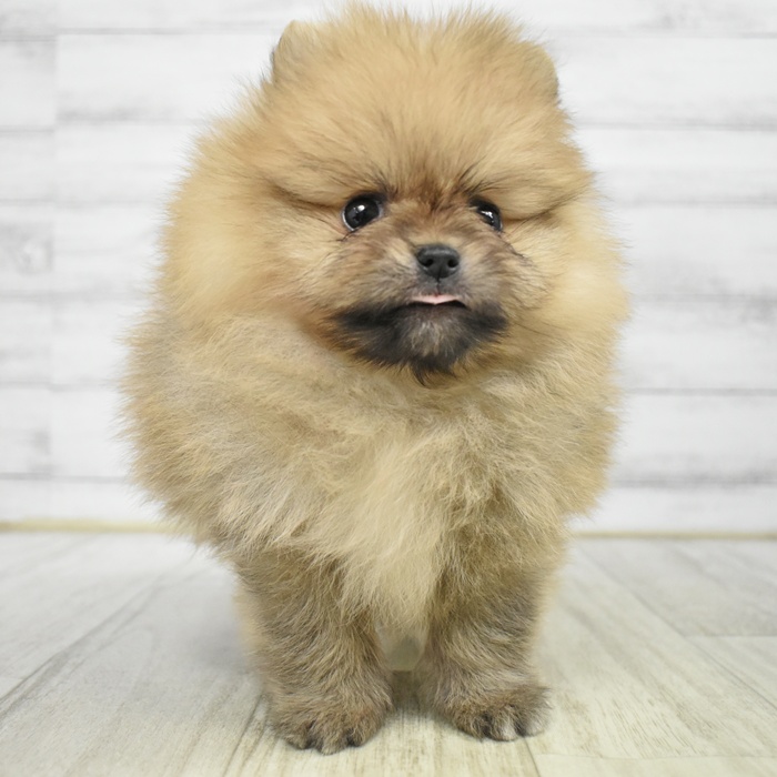 ポメラニアン男の子の写真