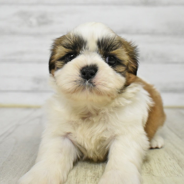 シーズー男の子の写真