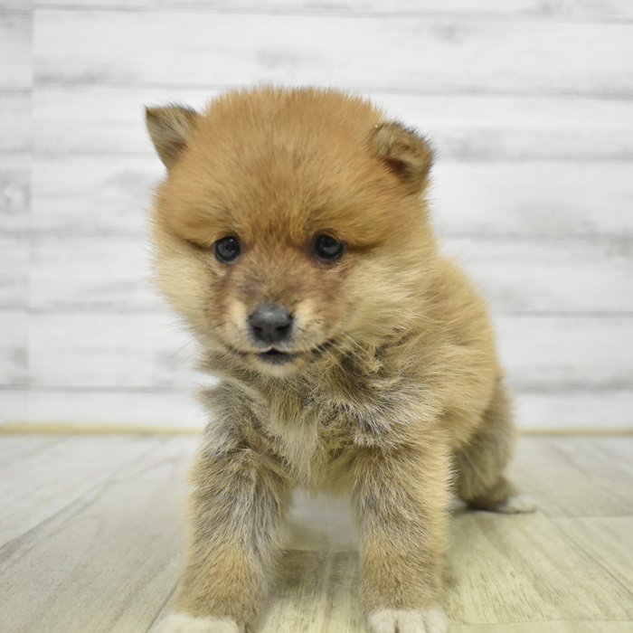 愛知県のポメ柴/豆ポメ/ポメ豆柴(ポメラニアン×柴犬) (犬の家＆猫の里一宮店/2026年1月18日生まれ/女の子/赤)の子犬