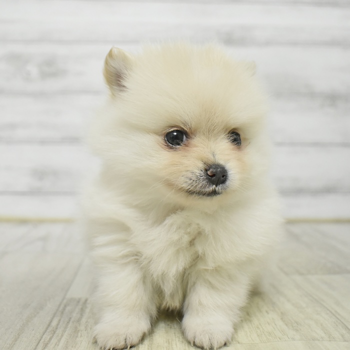 静岡県のポメラニアン (犬の家＆猫の里アミーゴ浜松和田店/2026年1月19日生まれ/女の子/クリーム)の子犬