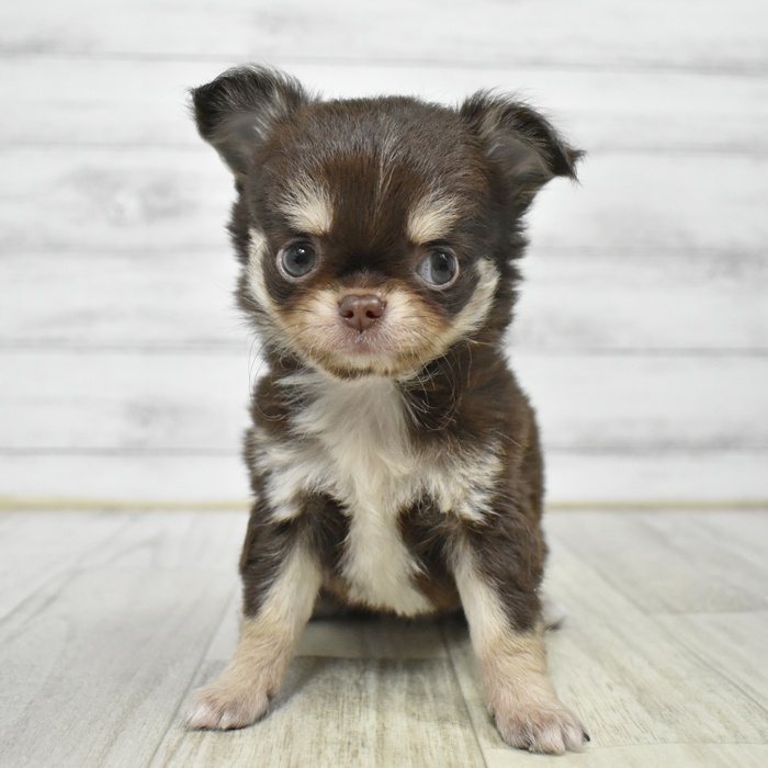 チワワ（ロング）女の子の写真