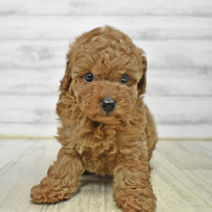 トイプードル男の子の写真