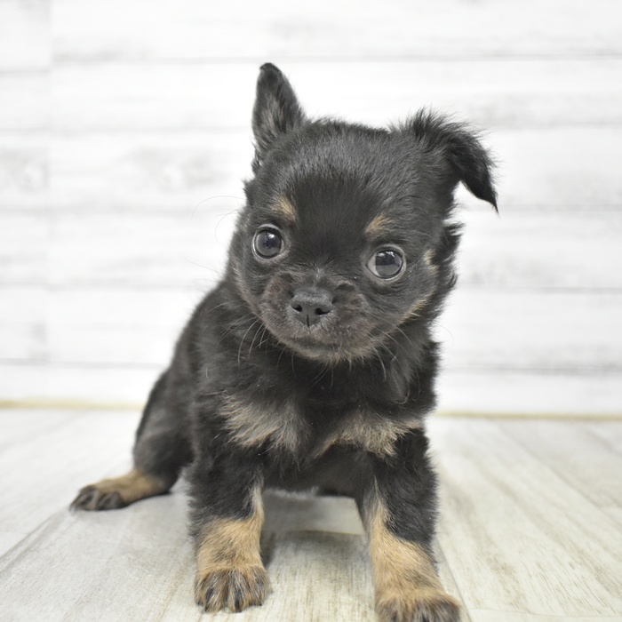 愛知県のチワワ(ロング) (犬の家＆猫の里豊田店/2026年1月18日生まれ/女の子/ブラックタン)の子犬