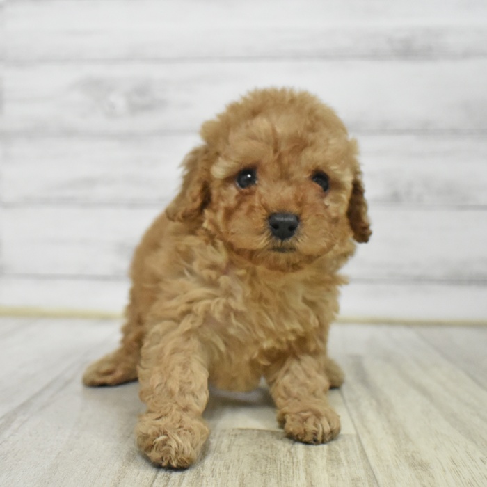 トイプードル男の子の写真