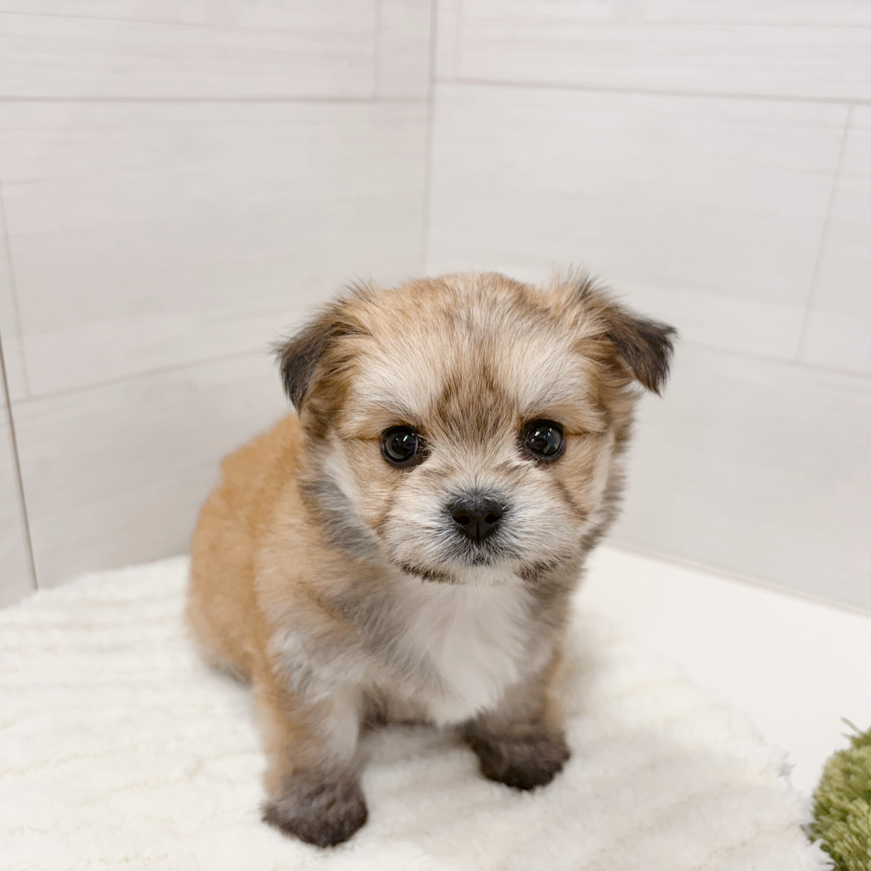 ハーフ犬女の子の写真