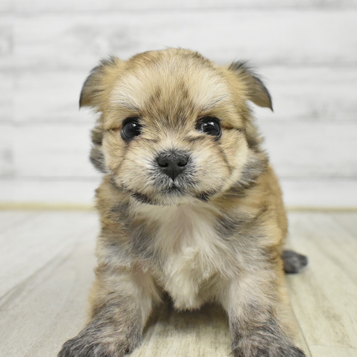 ハーフ犬女の子の写真