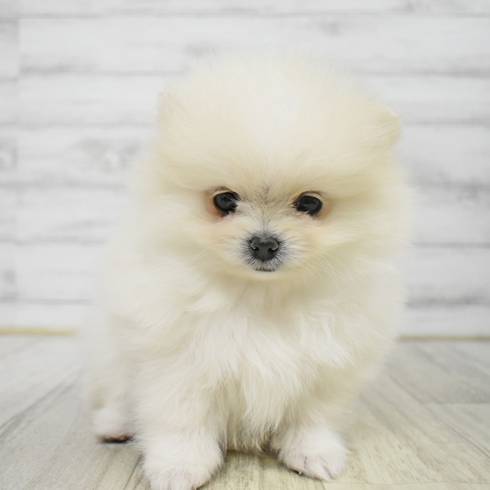 東京都のポメラニアン (犬の家＆猫の里ペットフォレスト小平店/2026年1月12日生まれ/女の子/ホワイト)の子犬