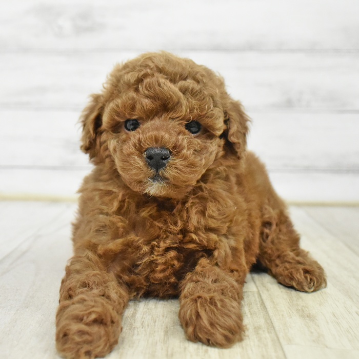 愛知県のトイプードル(トイ) (犬の家＆猫の里岡崎店/2026年1月20日生まれ/女の子/レッド)の子犬