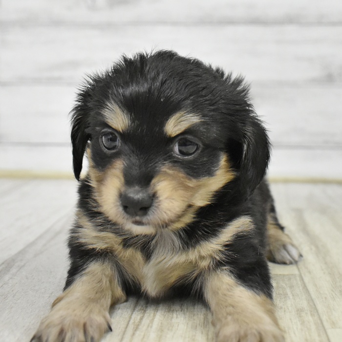ハーフ犬男の子の写真